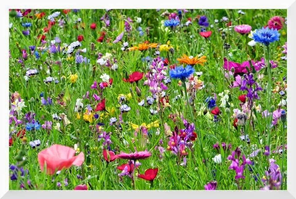 Nature Heals
